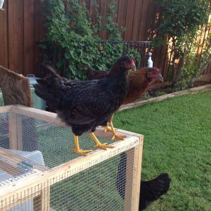 Eggberta, a Barnevelder, and Ladybird.