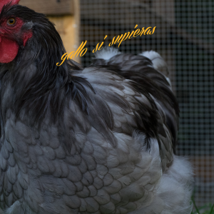 The light blue rooster: friendliest of the bunch but his coloration is new to me. Pictured at 5 1/2 mos.