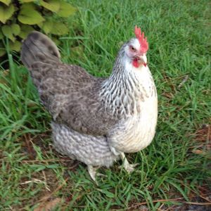 Pretty Paisley, Welbar