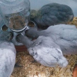 5 weeks old