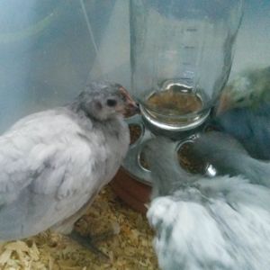5 weeks old