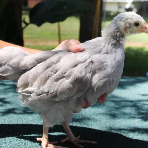 7 weeks old
