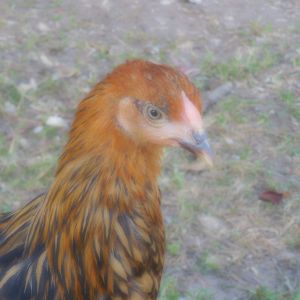 Diana golden laced Wyandotte