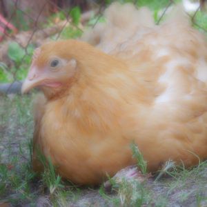 Daphne buff Orpington