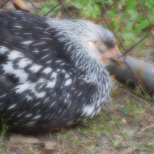 Darby silver laced Wyandotte