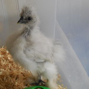 Splash Silkie Pepper