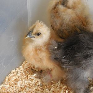 Buff Silkie Clementine