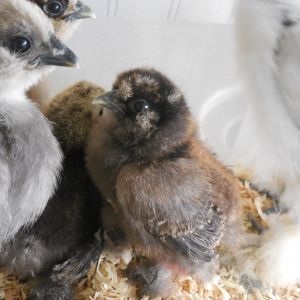 Middle chick 'Star'Fruit my partridge Silkie
