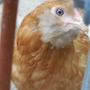 Holly blue wheaten Ameraucana