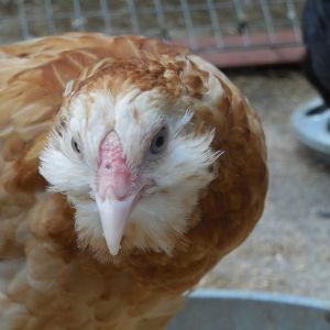 Poppy wheaten Ameraucana