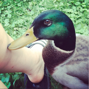 My male mallard(: I love this guy<3