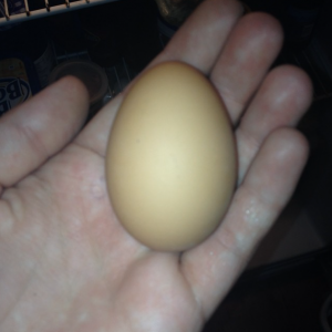 This is a picture of the first egg our chickens layer