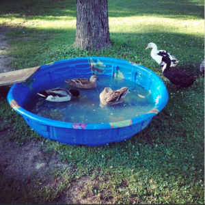 Some of the ducks in the pool