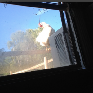 A chicken on top of the tall fence outside my window(: