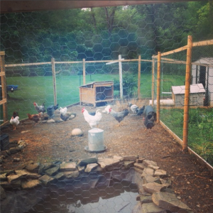 Where they stay when they are not free ranging.