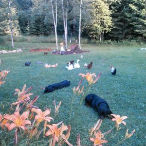 My flock and the  boys enjoying the shade after a long hot summer day