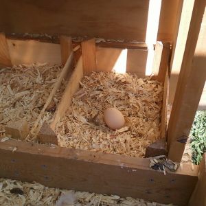 First egg from our newest flock: Prime suspect is Lucy, 18-week-old Red Sex Link. Egg size was small, but perfect!