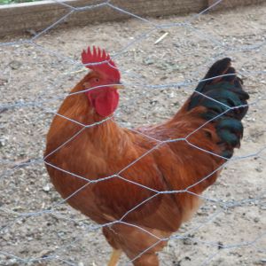 Frank our New Hampshire red rooster