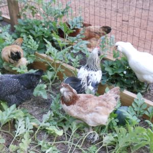 Peeps pillaging the strawberry patch.