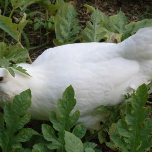 Alice our Ameraucana at 20 weeks.