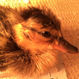 Incubated egg hatchling drying