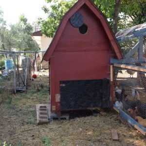 Back side of coop, can be opened for easy cleaning andfree range time