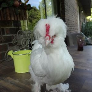 ^ week old Sultan Rooster