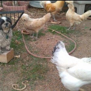 One of my dogs chillin' with the hens.