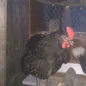 Billie one of my australorps and feather don't know her breed but would love to