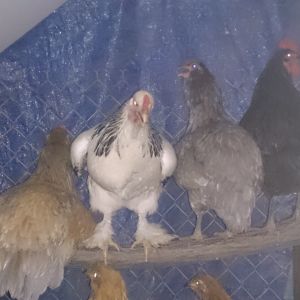 Charlee, flower, drama, J, and big momma