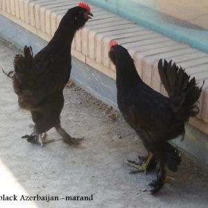 black Azerbaijan 
marandi