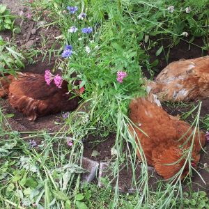 My girls got into my very favorite garden while free-ranging today and decided to turn it into a dust bath. Naughty!