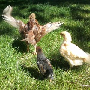 Baby Beauty spreads her wings as Buffy & Bubbles admire. Spring 2014
