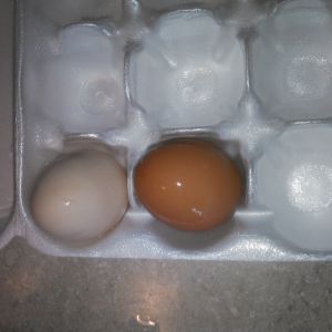 First two eggs
