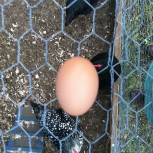 First egg! 7/31/2014