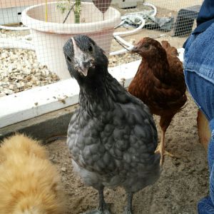 Fluffy Butt (Blue Orpington) is curious of the camera. The Blue is the largest chicken of the flock. All are the same age but the Blue looks bigger and is taller even than any other chick even bigger than the Buff orpington... same age....We have not noticed a pecking order yet... the RIR's are always up front but so are many others... The silkie is the bottom of the list... but she calls them all to bed every night. It is so cute to watch her try to crawl under the others at night... but that is the only thing I can say about the peking order