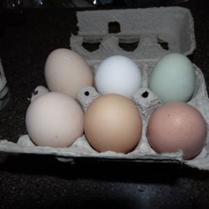 Our eggs!!!
