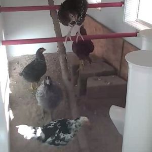 Hen Cam inside the hen house
