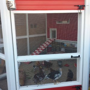 The door to the coop opens inward and the girls jump up and ride the door as I ope it