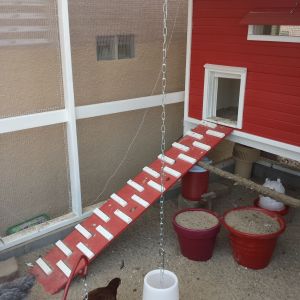 I filled a couple plant pots with sand for the girls to sit on... I will remove them soon... they rarely site on them. They do seem to like the sand...