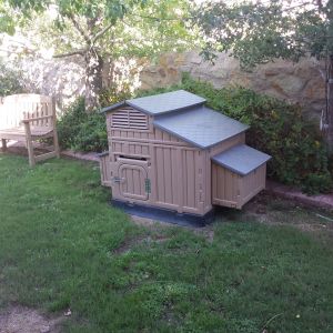 in the back yard we have a coop for the chicks when they free range