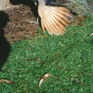 My peachicks, 1 year old in early 1990s.