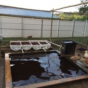 Duckaponics systems for growing duck food and cleaning water