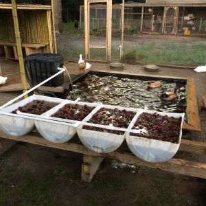 Duckaponics systems for growing duck food and cleaning water