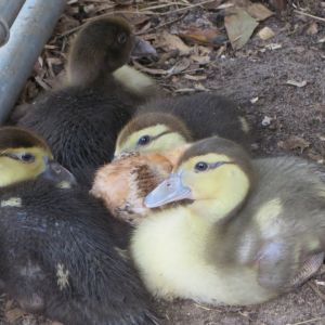 Muscovy babies and chuck the chicken hiding in the middle