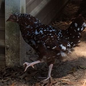 Piper, she was born with deformed legs but lives a good life and has learned to get around just like all the other chickens