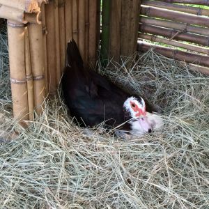 This is Waddles she is a broody monster