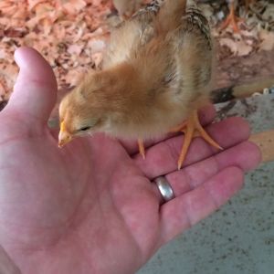 Leroy, the friendliest chick I've ever had. He scared of nothing