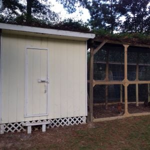 Playhouse turns to chicken coop!
