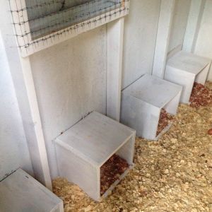 Laying boxes not being used yet...they are just laying eggs in random places.